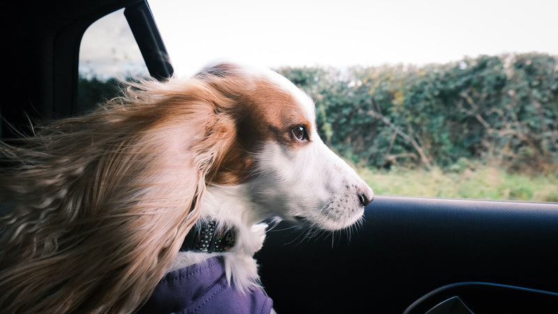 Perro viajando en el coche — Romeo &Co