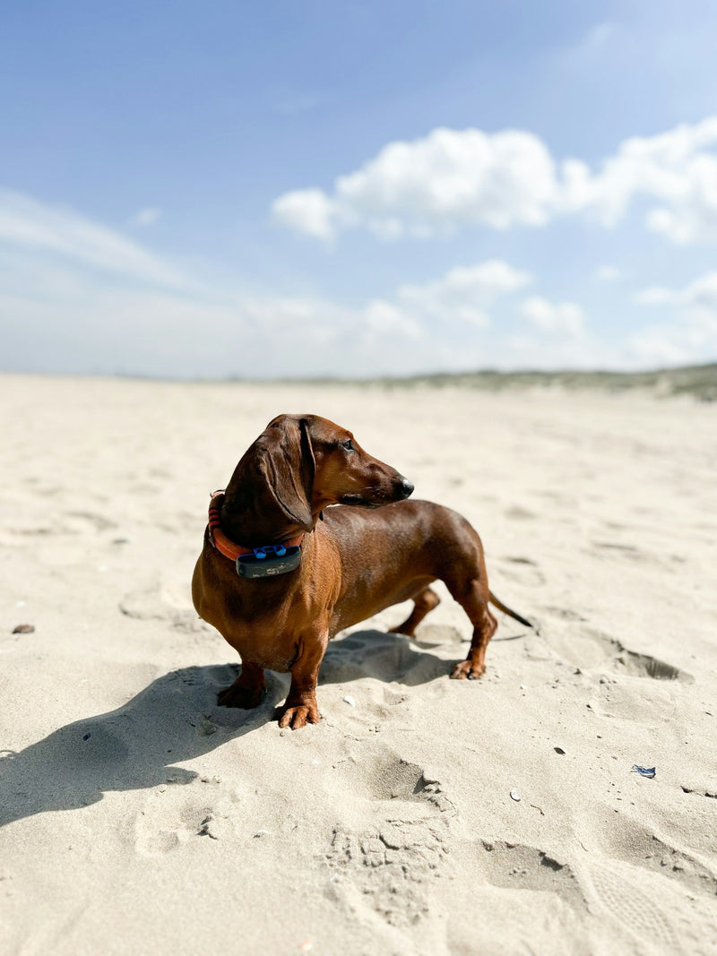 Perro teckel en la playa en verano — Romeo &Co