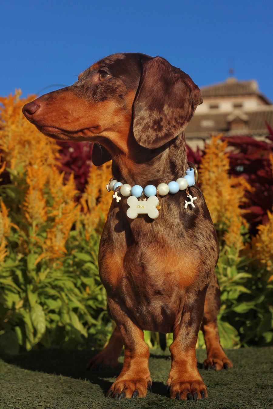 Gio mit dem Halsband Mediterráneo