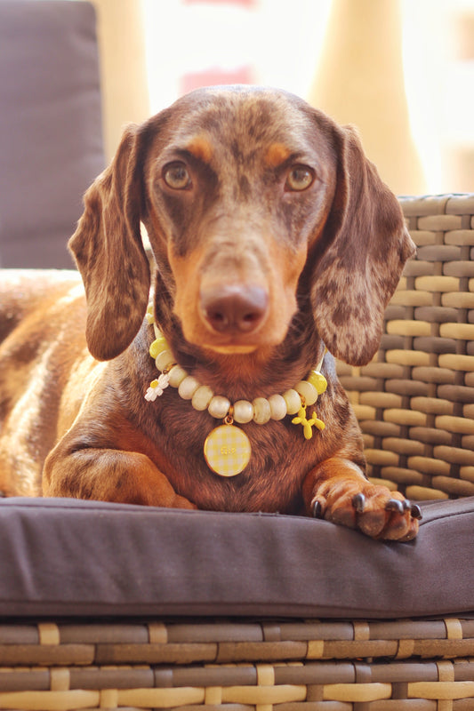 Collar Vichy Amarillo