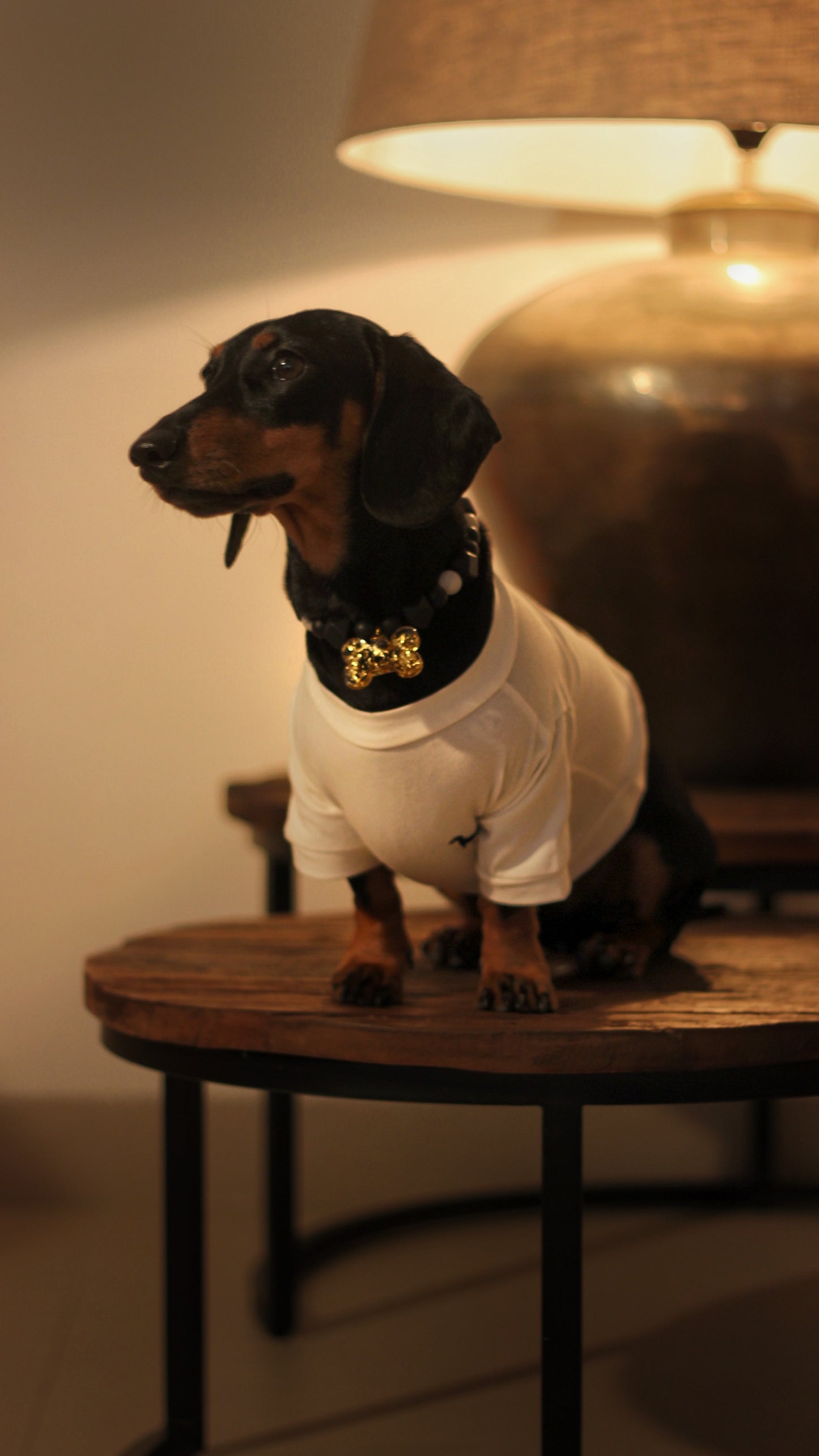 Camiseta para perrito bordada