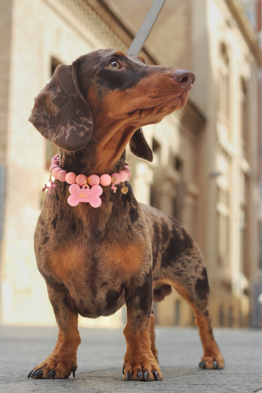 Gio sentado con el collar rosa de Romeo &Co