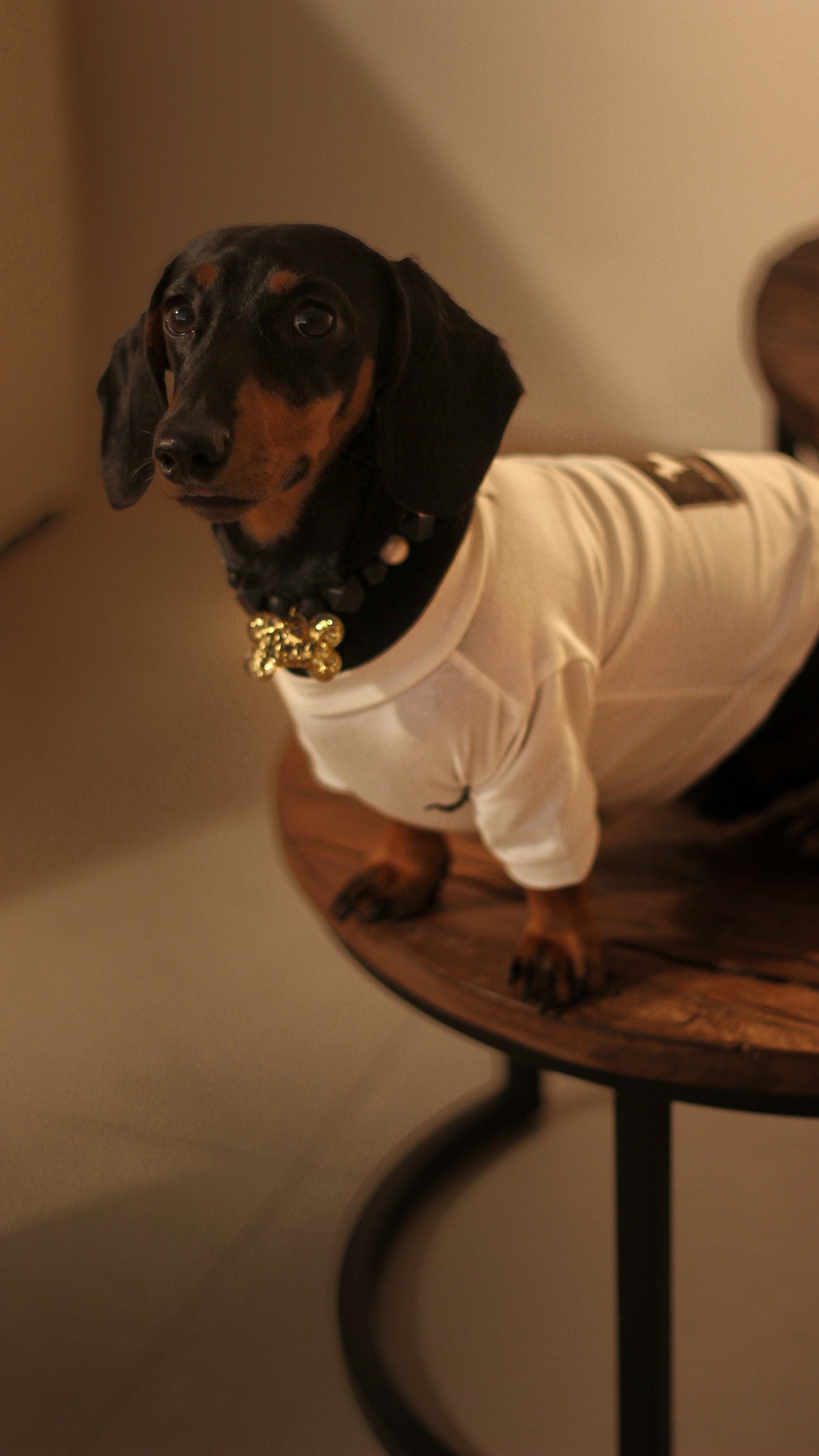 Camiseta para perrito bordada