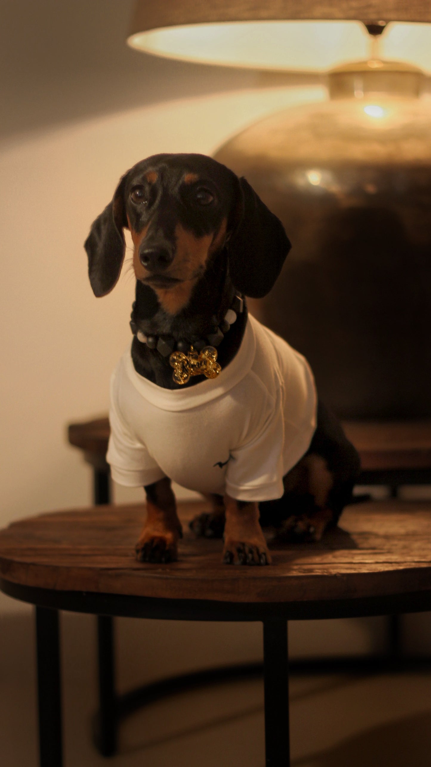 Camiseta para perrito bordada