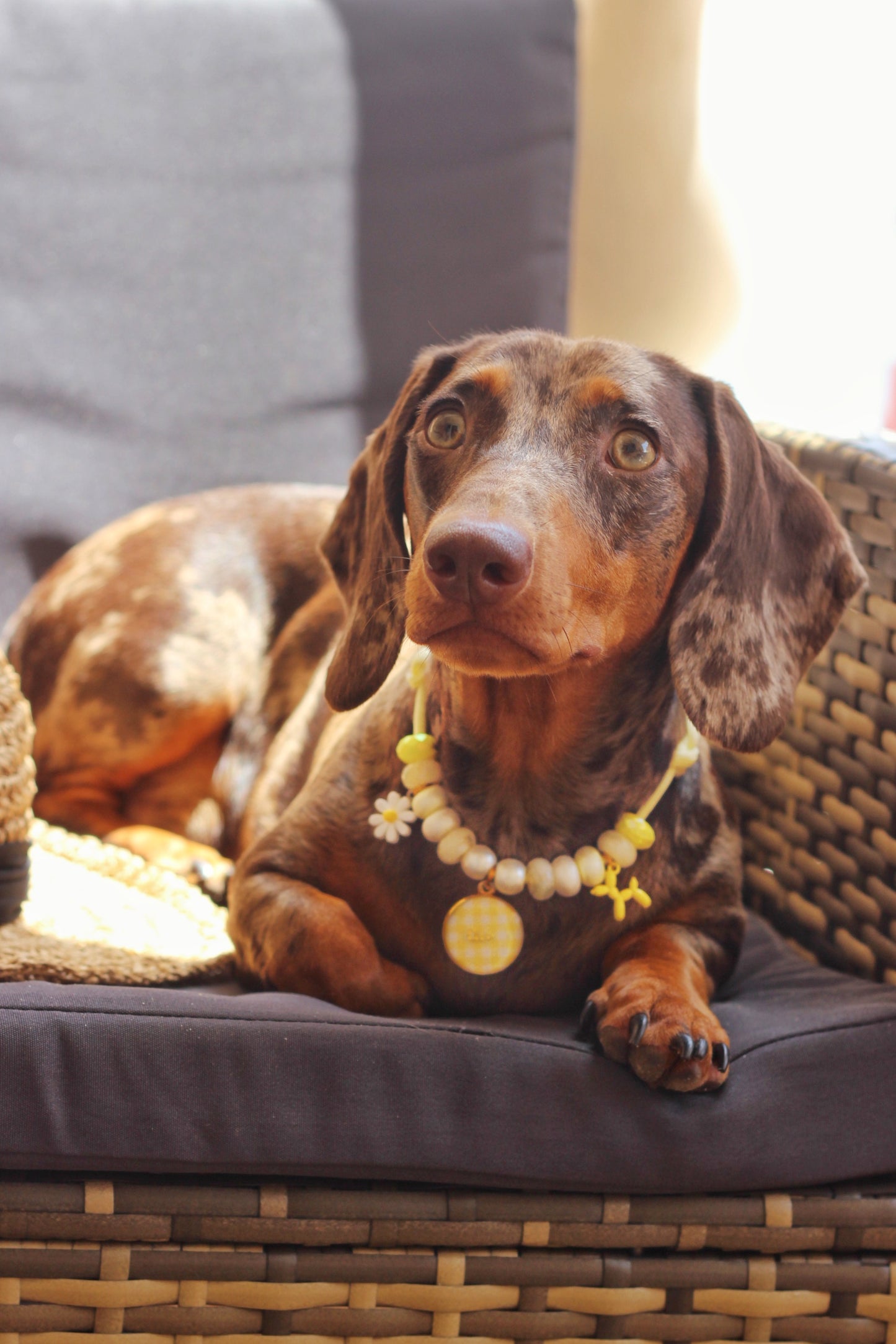 Collar Vichy Amarillo