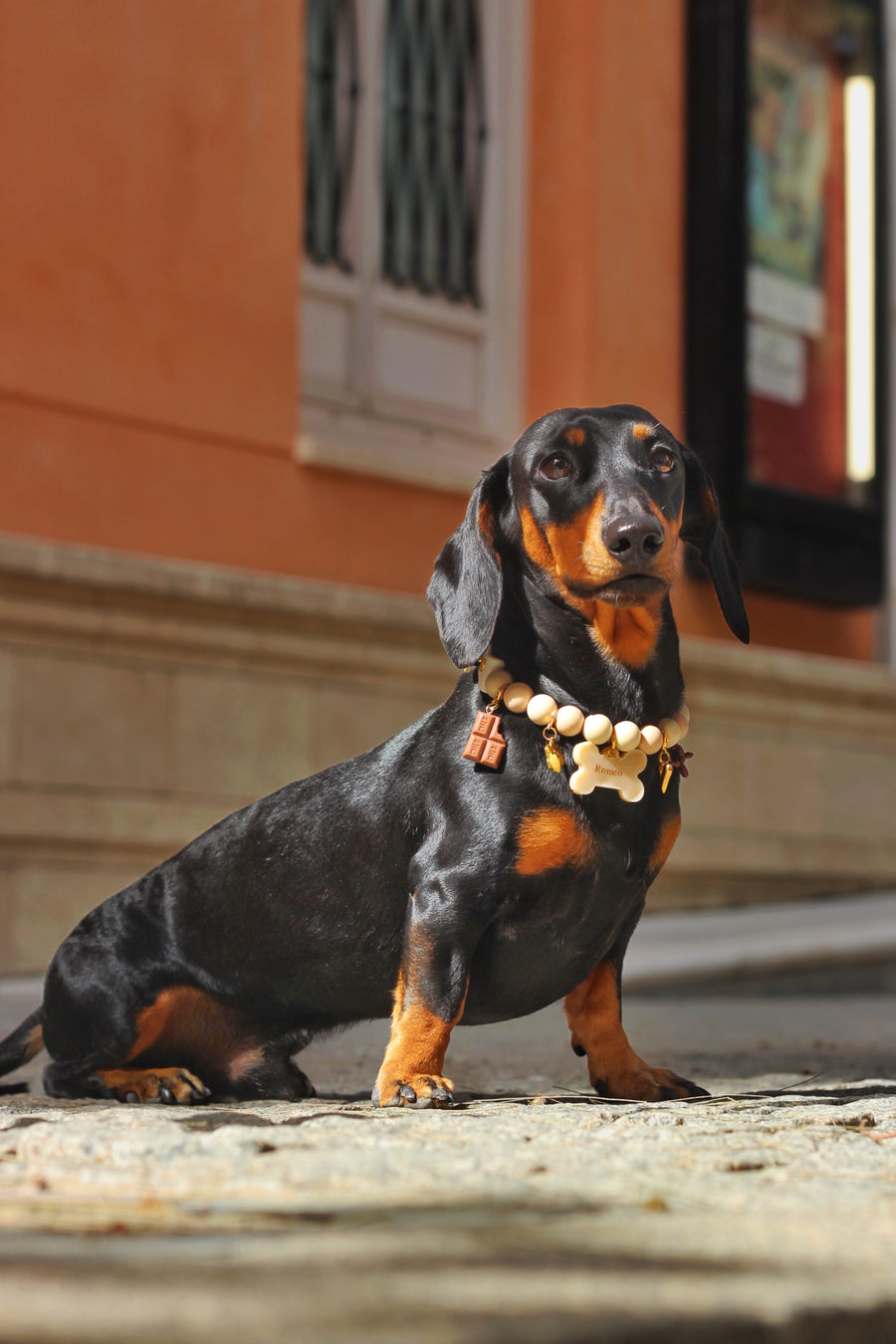 Romeo mit dem Halsband Crema