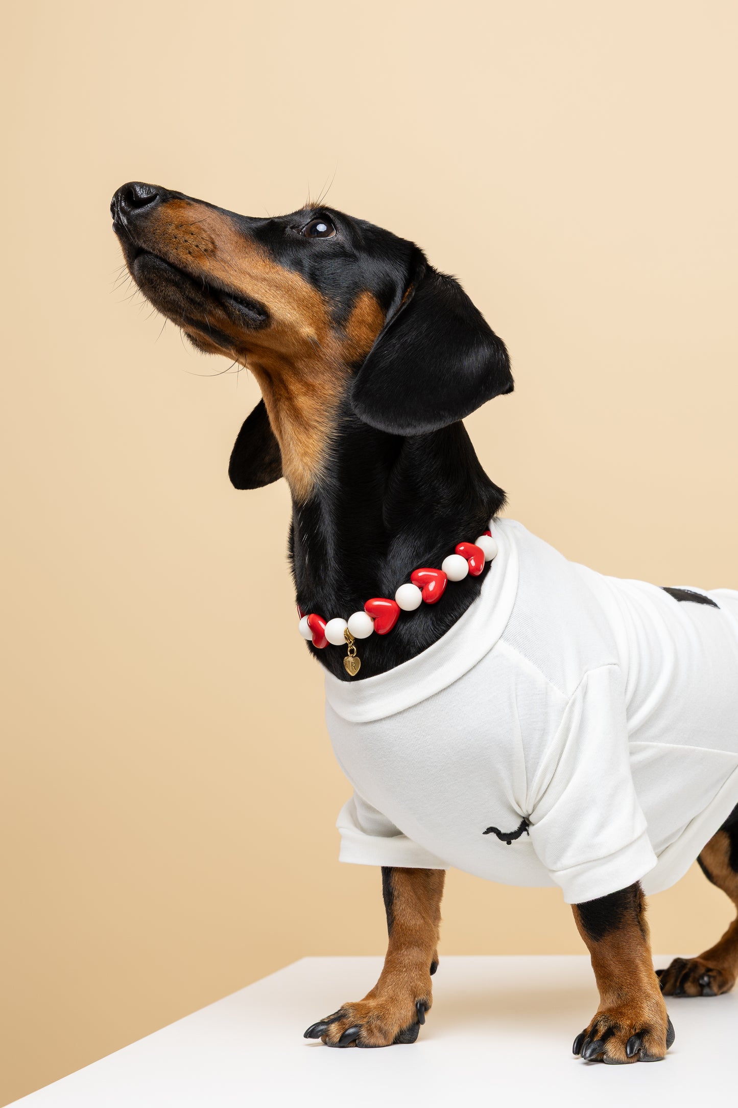 Camiseta para perrito bordada