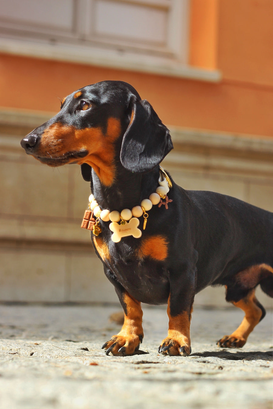 Teckel negro con collar de paseo crema, paseando por la calle