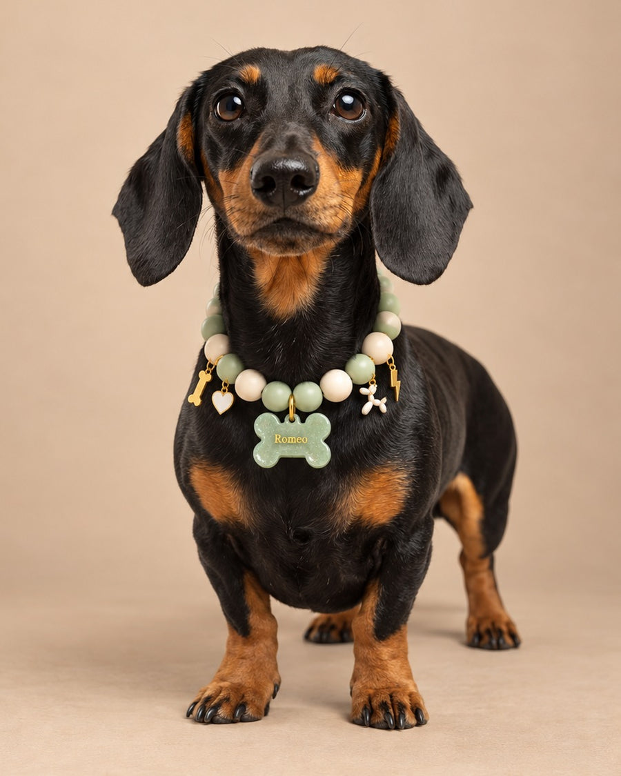 Romeo de frente con el collar de paseo verde, su joya grabada y cuatro charms